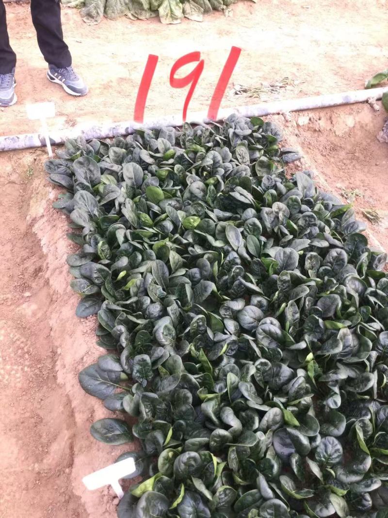 豫艺趴地菠菜种子黑优191菠菜种籽圆叶地趴菠菜籽抗病耐寒