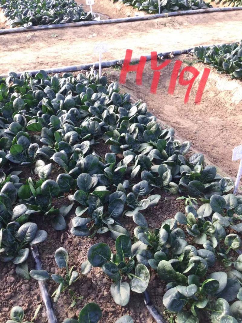 豫艺趴地菠菜种子黑优191菠菜种籽圆叶地趴菠菜籽抗病耐寒