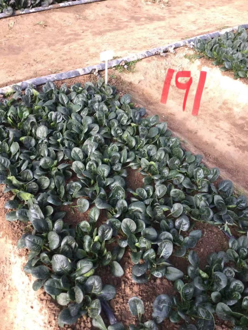 豫艺趴地菠菜种子黑优191菠菜种籽圆叶地趴菠菜籽抗病耐寒