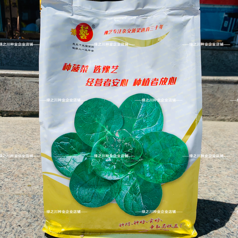 豫艺趴地菠菜种子黑优191菠菜种籽圆叶地趴菠菜籽抗病耐寒