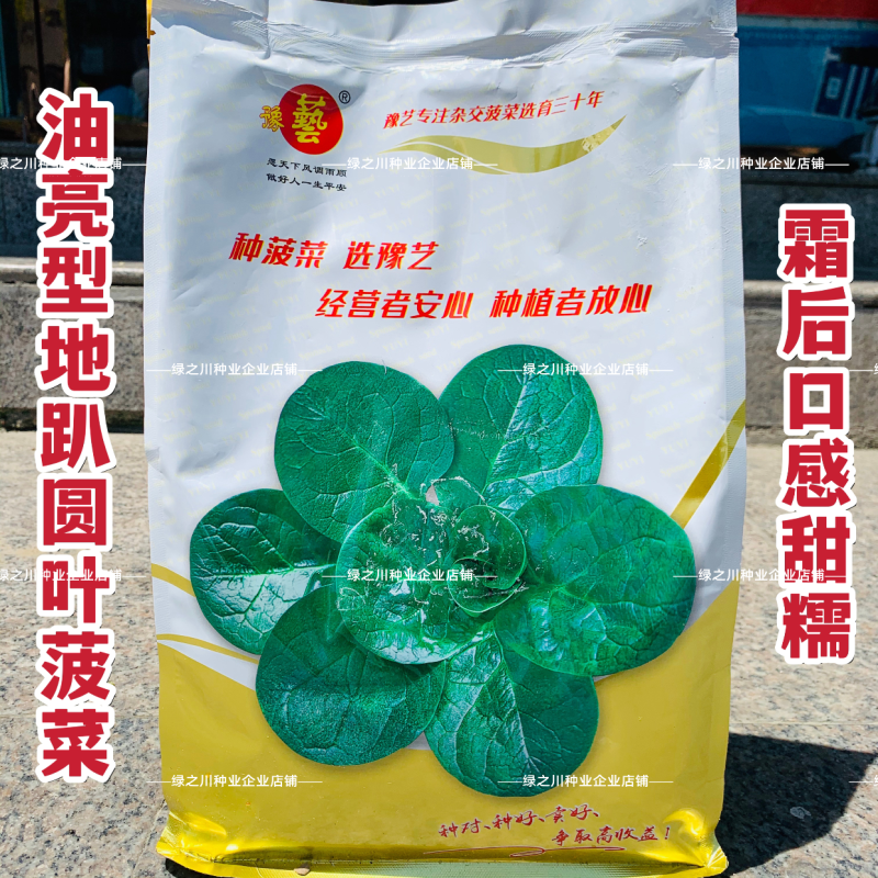 豫艺趴地菠菜种子黑优191菠菜种籽圆叶地趴菠菜籽抗病耐寒