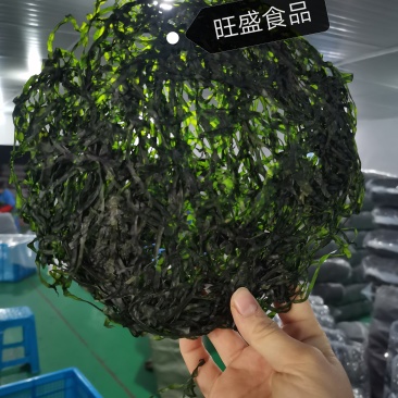 霞浦烘干海带丝烘干海带高倍泡发一斤17至20片凉拌好食材十斤