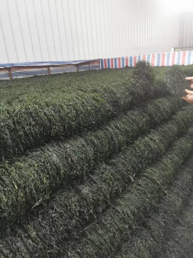 霞浦烘干海带丝烘干海带高倍泡发一斤17至20片凉拌好食材十斤