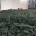 霞浦烘干海带丝烘干海带高倍泡发一斤17至20片凉拌好食材十斤