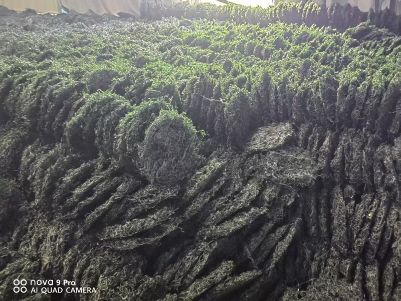 霞浦烘干海带丝烘干海带高倍泡发一斤17至20片凉拌好食材十斤
