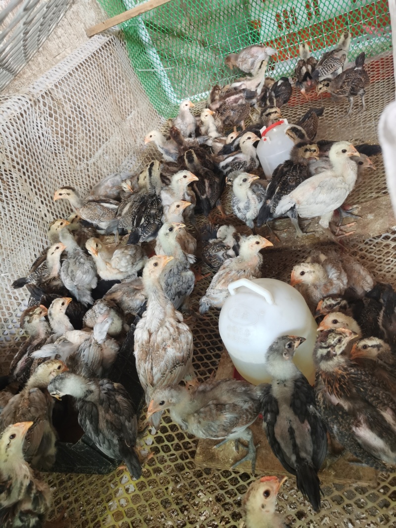 杂交斗鸡，活苗改良版斗鸡3-4两左右发货