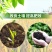 发酵大豆肥料大豆肥微生物肥料纯大豆发酵效果肥料有机质