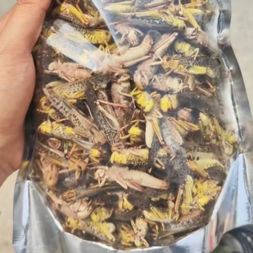 东亚飞蝗蚂蚱活体干冻，不泡水不加水不加冰，量大价格可谈