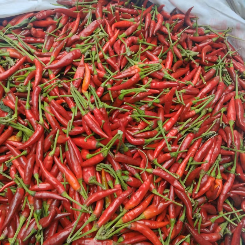 鲜辣椒小米椒