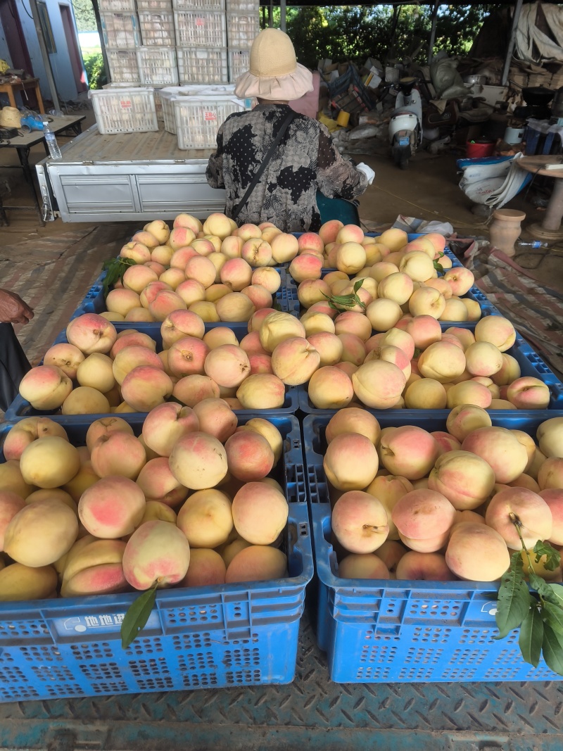 开封通许水蜜桃500亩基地直销，中介勿扰