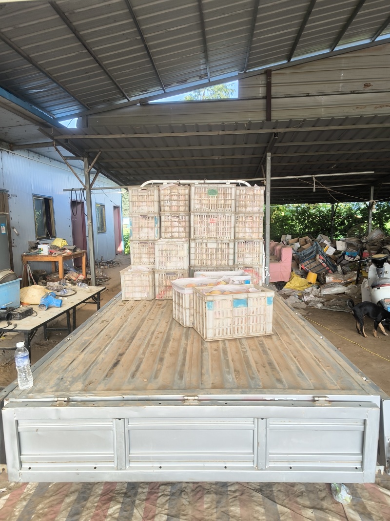 开封通许水蜜桃500亩基地直销，中介勿扰