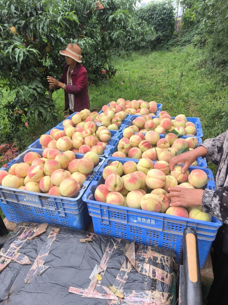 开封通许水蜜桃500亩基地直销，中介勿扰