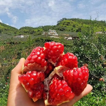 二级果，高二级，