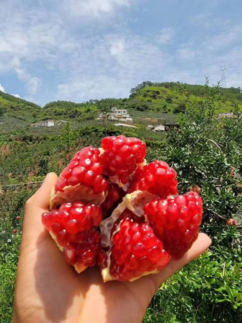 二级果，高二级，