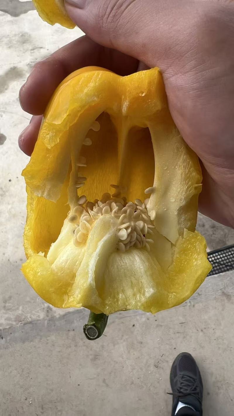 云南彩椒，甜椒产地一手货源量大优惠，欢迎新老客户前来合作