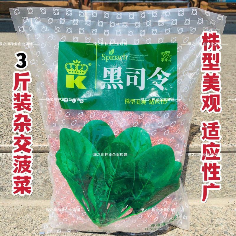 3斤杂交菠菜种子黑司令直立菠菜种子耐寒深绿春秋越冬菠菜种