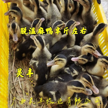 脱温麻鸭4-5两左右发货，可一件代发。