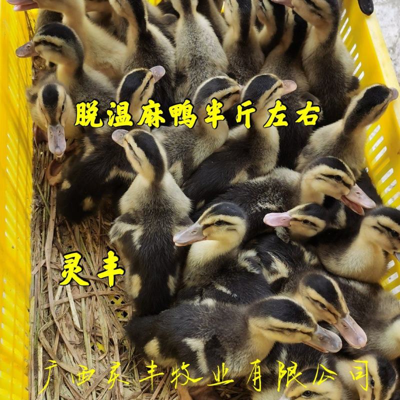脱温麻鸭4-5两左右发货，可一件代发。