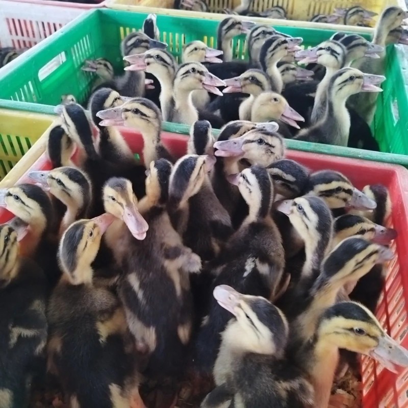 脱温麻鸭4-5两左右发货，可一件代发。