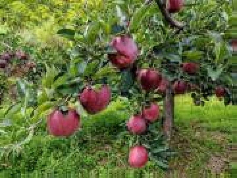 蛇果精品花牛苹果大量供应对接各大市场商超电商加工厂