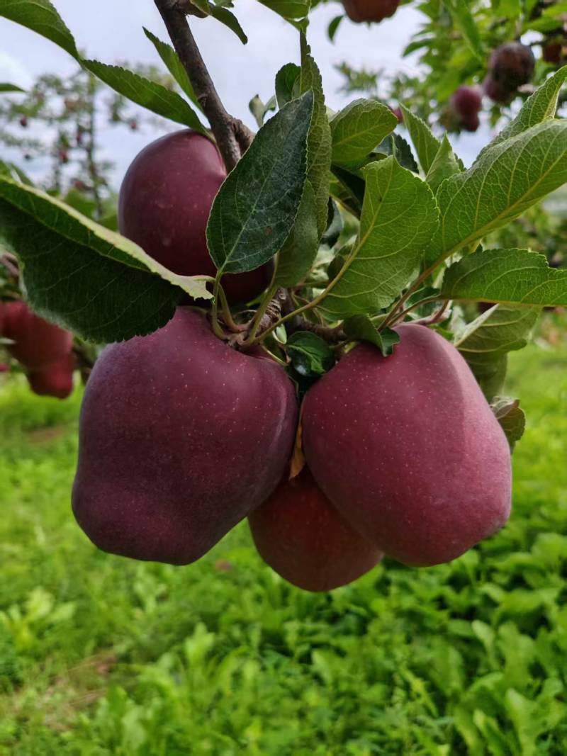 蛇果精品花牛苹果大量供应对接各大市场商超电商加工厂