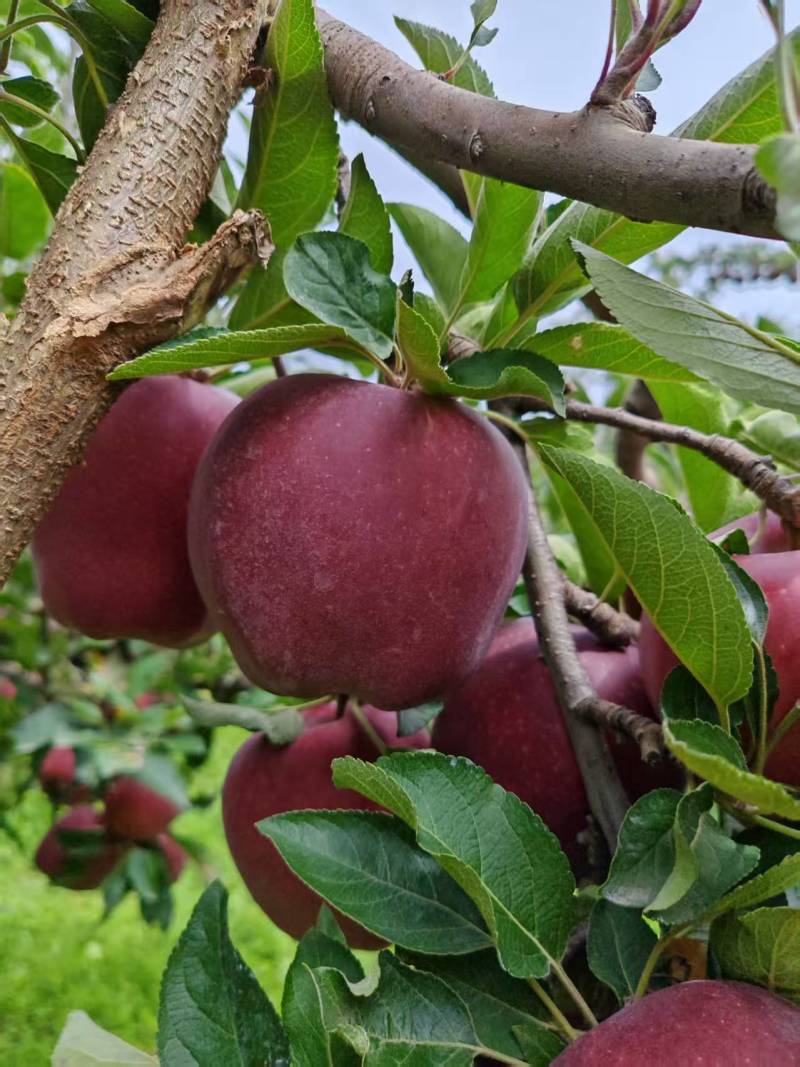 蛇果精品花牛苹果大量供应对接各大市场商超电商加工厂