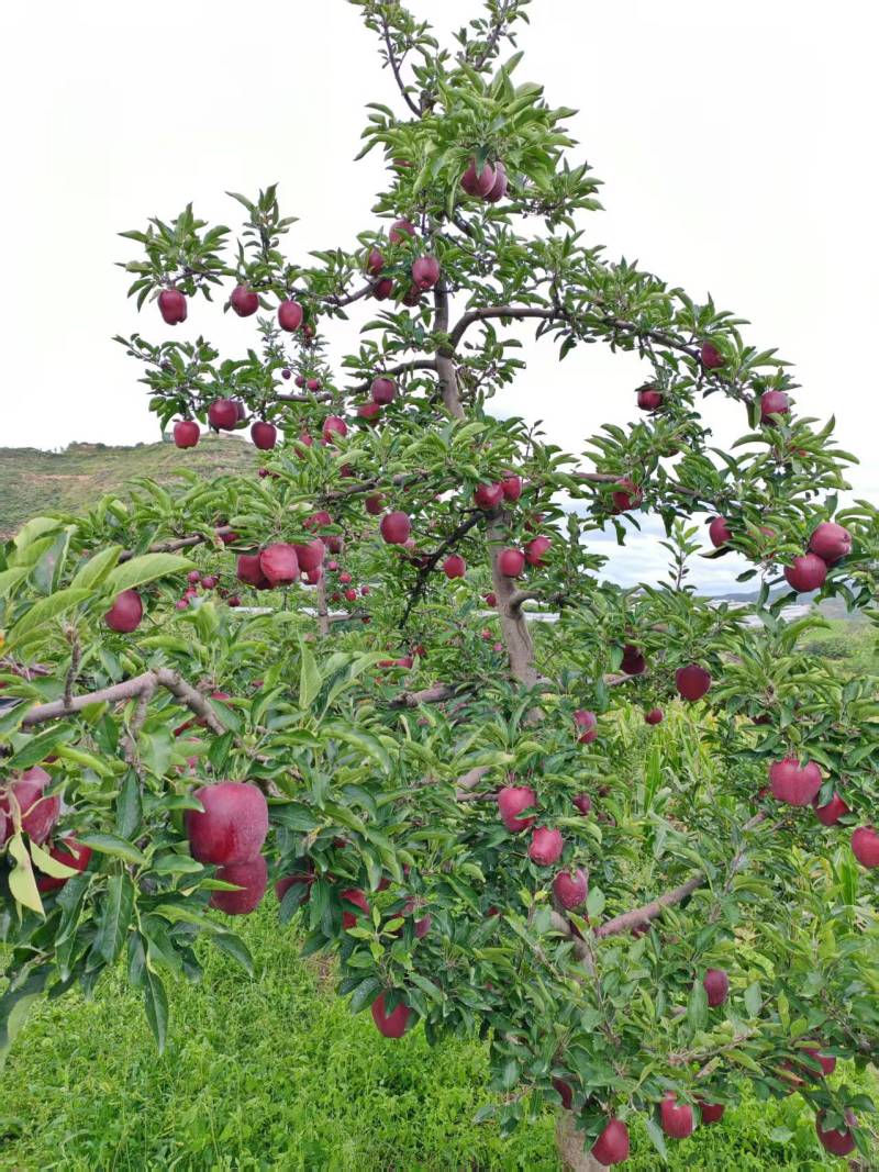 蛇果精品花牛苹果大量供应对接各大市场商超电商加工厂