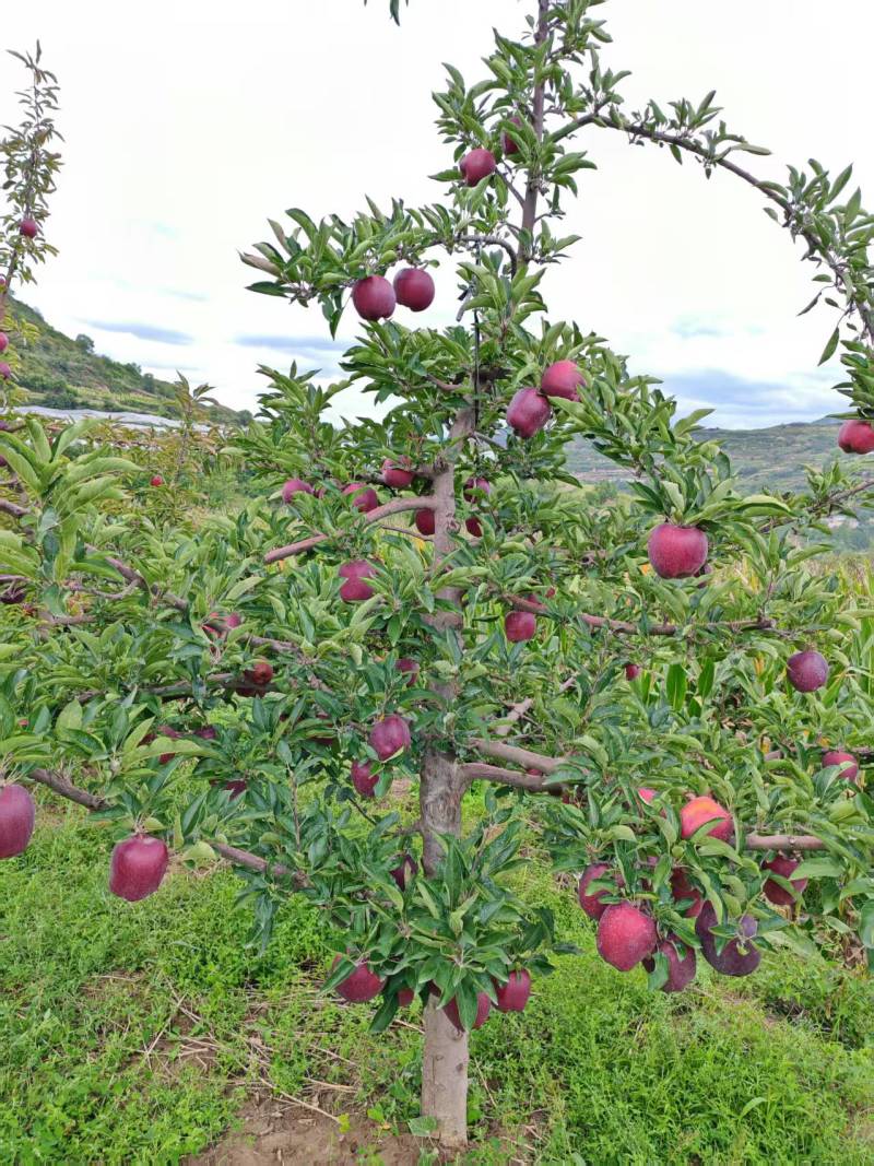 蛇果精品花牛苹果大量供应对接各大市场商超电商加工厂