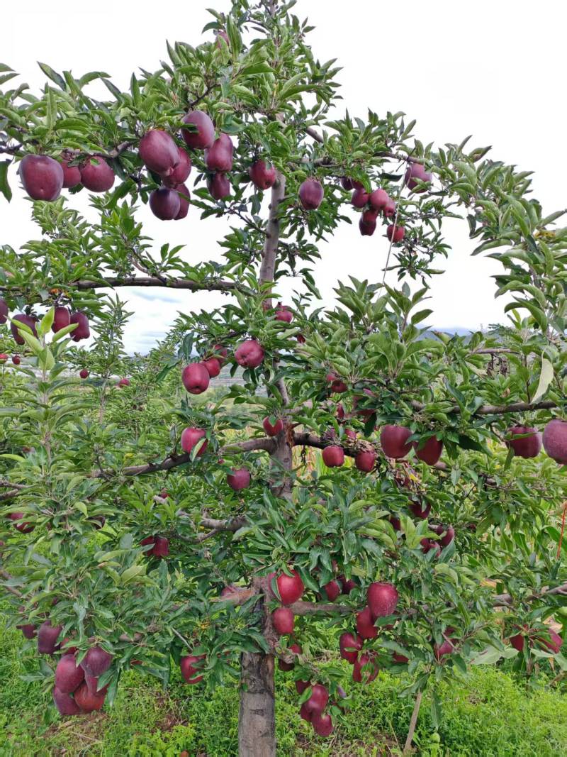蛇果精品花牛苹果大量供应对接各大市场商超电商加工厂