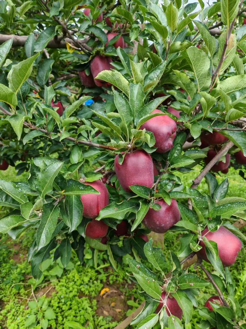 蛇果精品花牛苹果大量供应对接各大市场商超电商加工厂