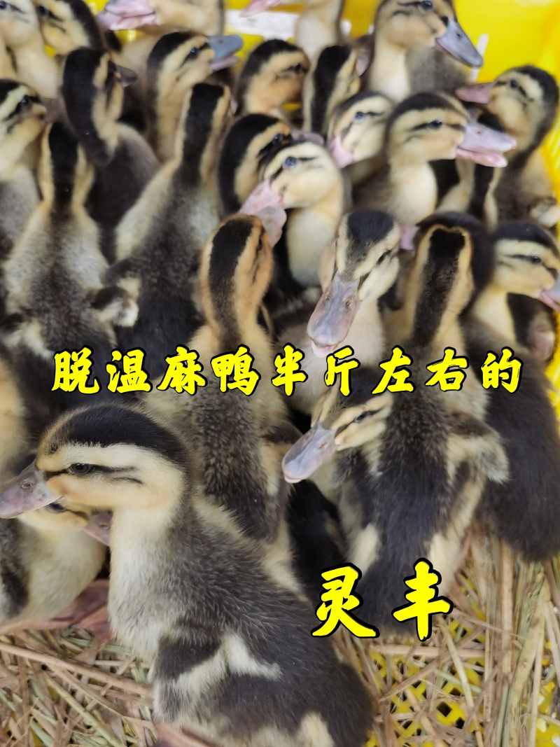脱温麻鸭4-5两左右发货，可一件代发。