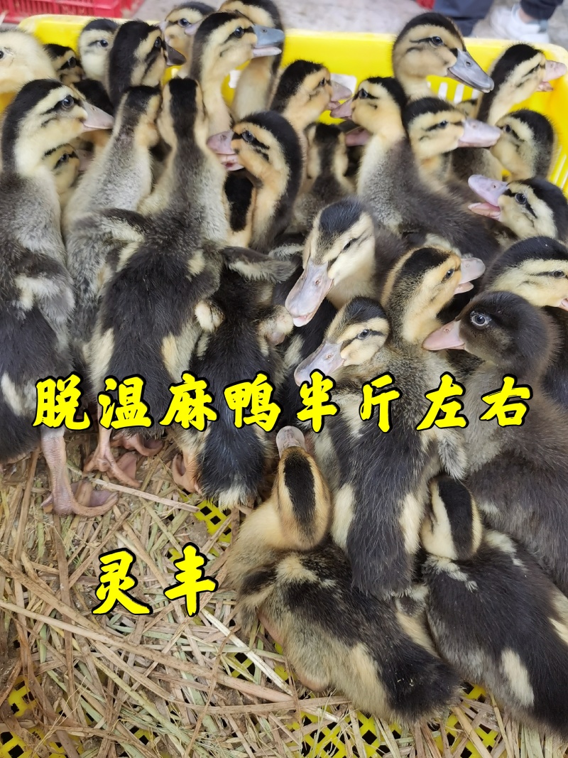 脱温麻鸭4-5两左右发货，可一件代发。