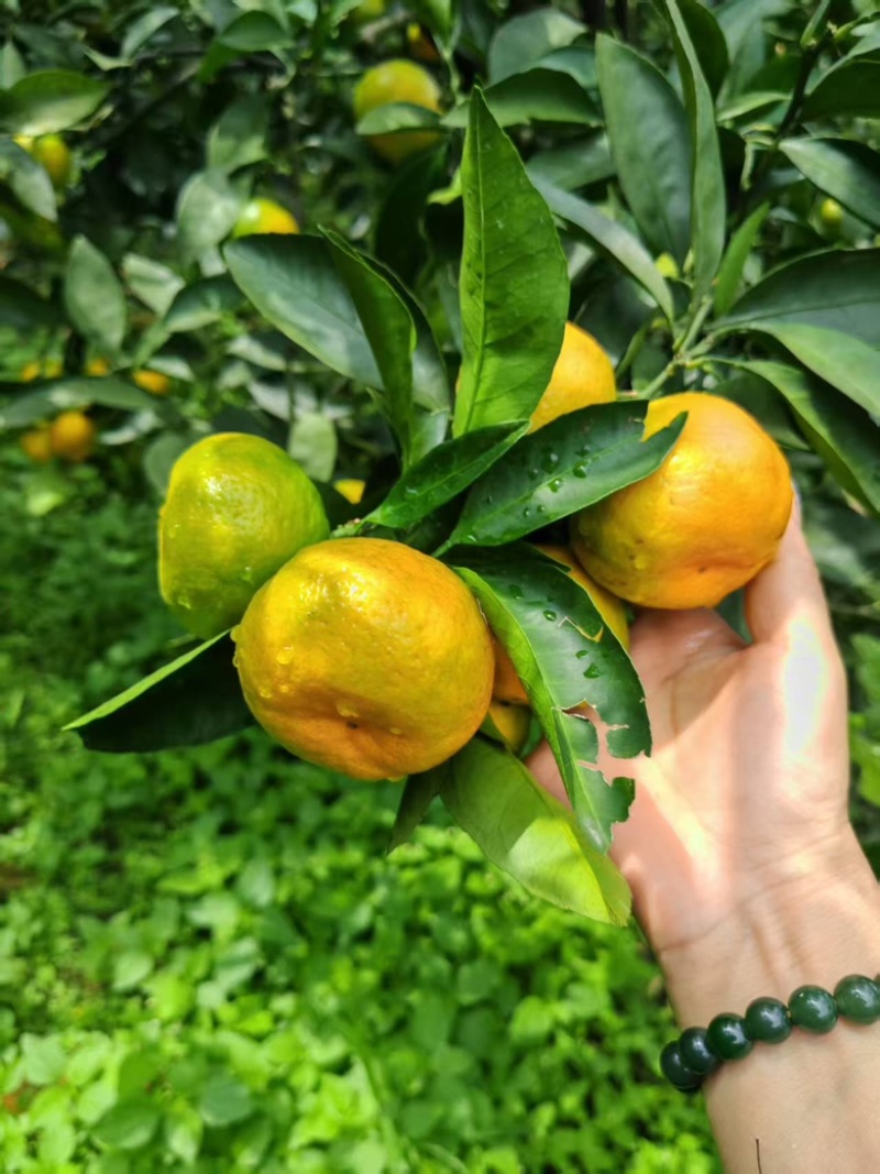 蜜橘广西柑橘特早蜜橘大量供应，对接各大商超市场