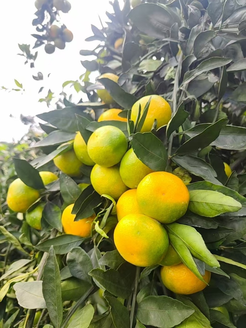 蜜橘广西柑橘特早蜜橘大量供应，对接各大商超市场
