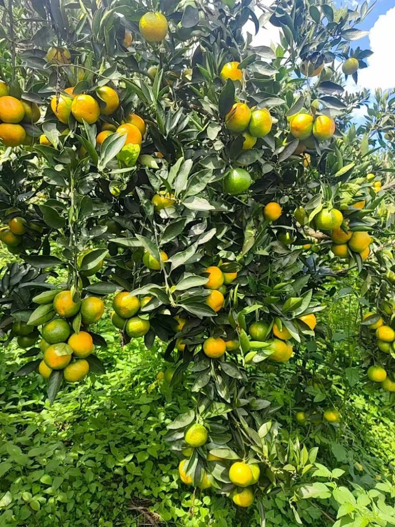 蜜橘广西柑橘特早蜜橘大量供应，对接各大商超市场