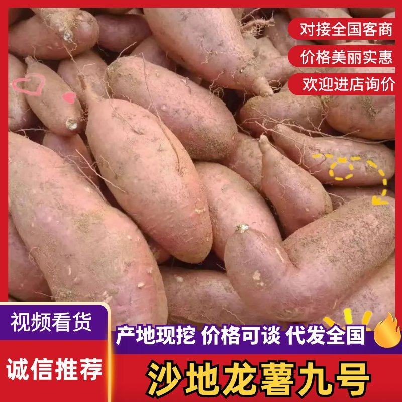 沙地龙薯九号红薯河北廊坊红薯基地直发龙九红心薯番薯