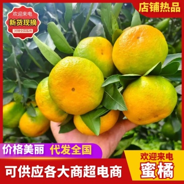 蜜橘广西柑橘特早蜜橘大量供应，对接各大商超市场