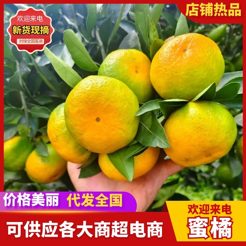 蜜橘广西柑橘特早蜜橘大量供应，对接各大商超市场