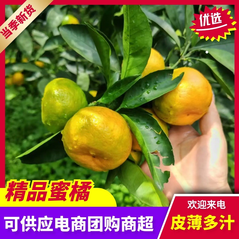 云南蜜橘大量供应，新鲜采摘量大从优，产地直发，对接全国