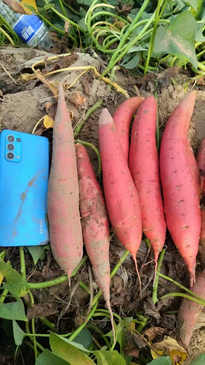 西瓜红红薯沙土种植红薯万亩红薯基地直发全国发货