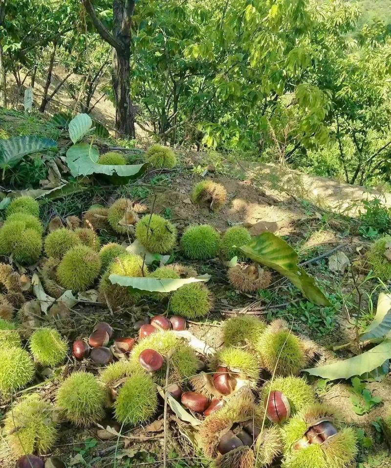 蒙阴板栗油板栗