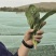 3斤杂交菠菜种子黑司令直立菠菜种子耐寒深绿春秋越冬菠菜种
