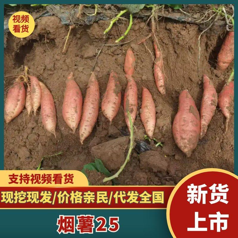 烟薯25对接市场电商商超河北红薯品种齐全蜜薯西瓜红