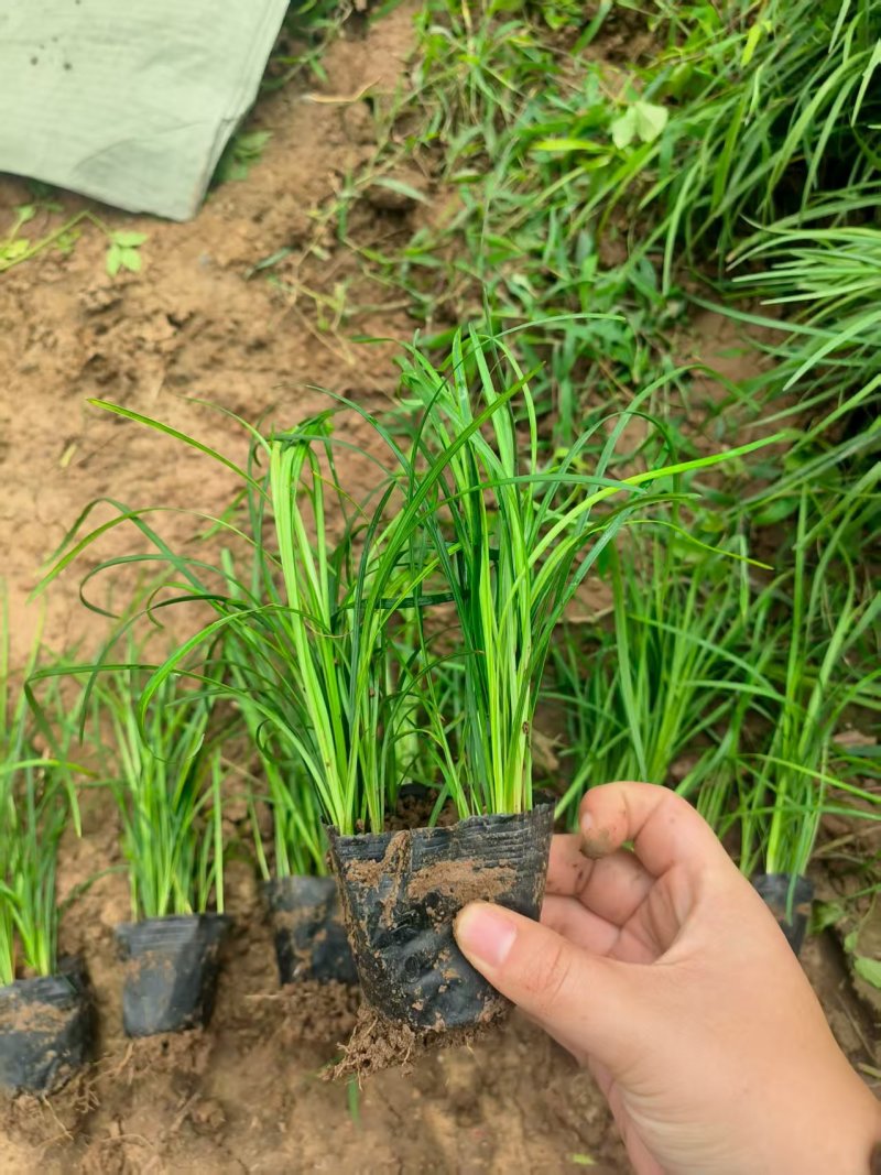 多芽麦冬杯苗基地大量现货供应品质保证产地直发