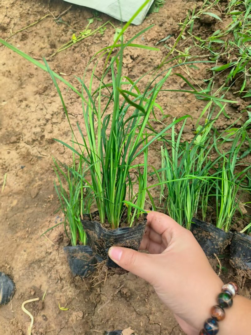 多芽麦冬杯苗基地大量现货供应品质保证产地直发
