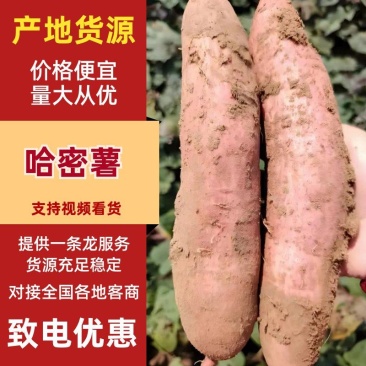 哈密薯白心红薯地瓜口感面甜可视频看货沙地红薯上市