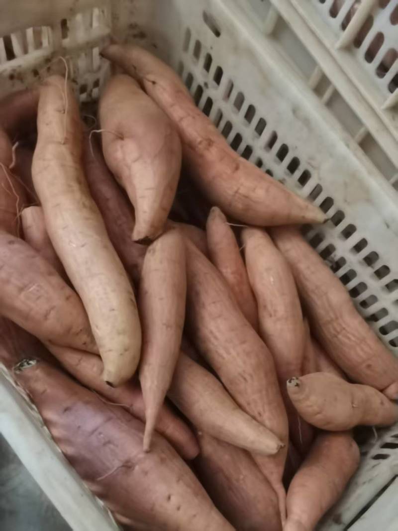 哈密薯白心红薯地瓜口感面甜可视频看货沙地红薯上市