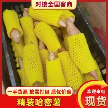 精装哈密红薯白心红薯冰糖心红薯个头均匀条型好