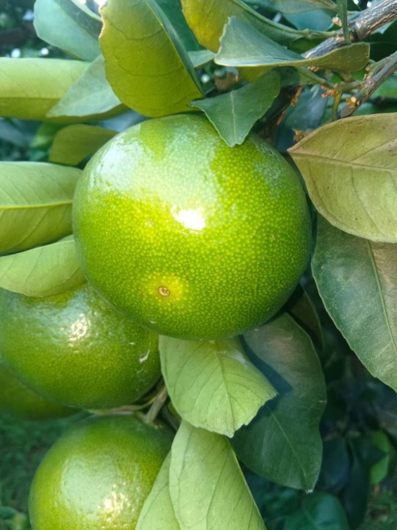 蜜橘特早早津