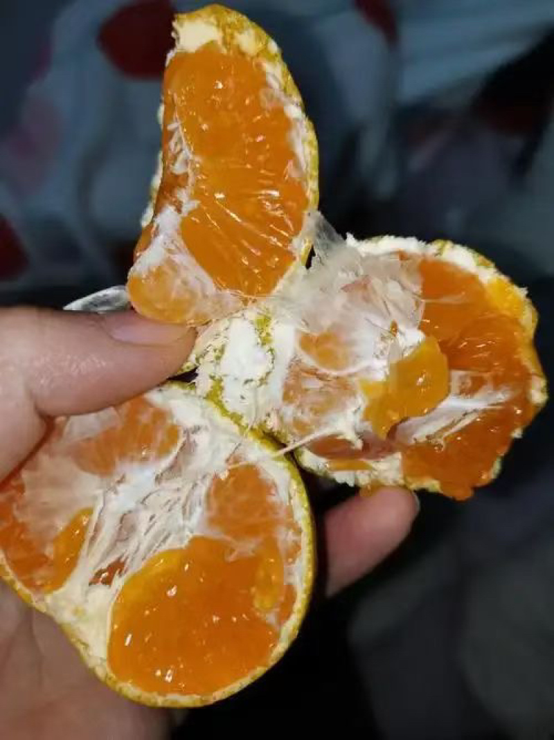 蜜橘特早早津